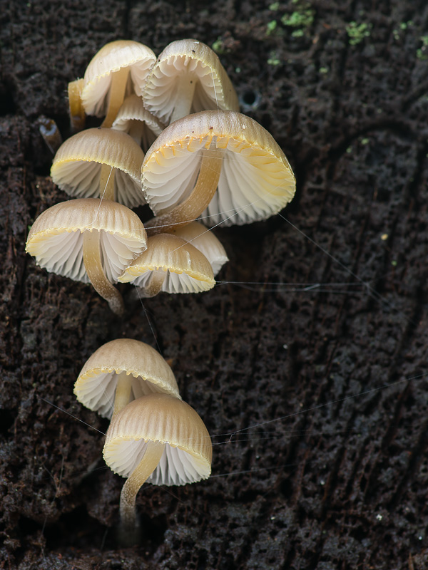 Mycena inclinata